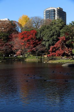 koishikawa korakuen bahçesi