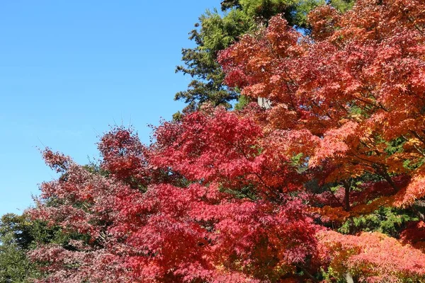 Outono em Kamakura — Fotografia de Stock