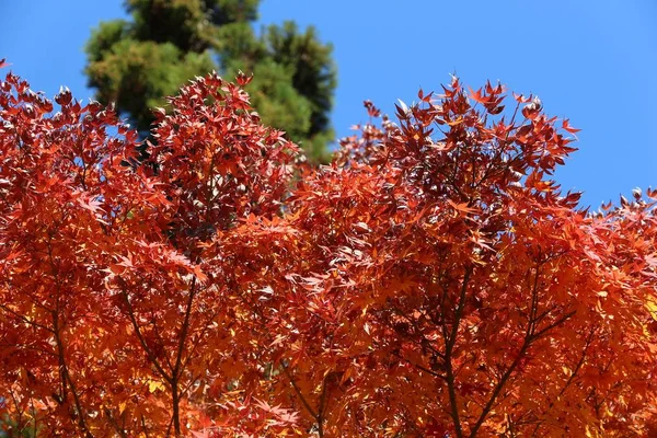 Feuilles d'érable rouge — Photo