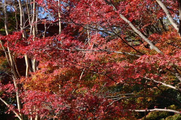Podzimní listí v Japonsku — Stock fotografie