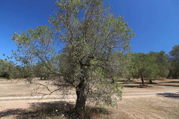 Apulia olajbogyó fák — Stock Fotó