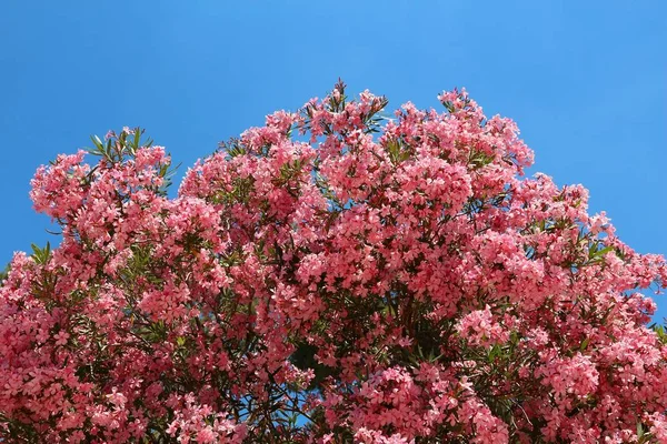 Large oleander - Apulia — Stock Photo, Image