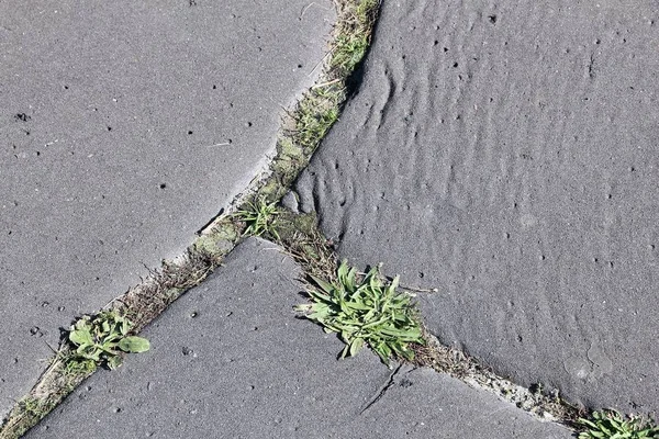 Unkraut auf der Fahrbahn — Stockfoto