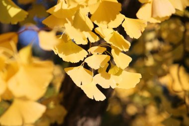Japonya ginkgo ağacı