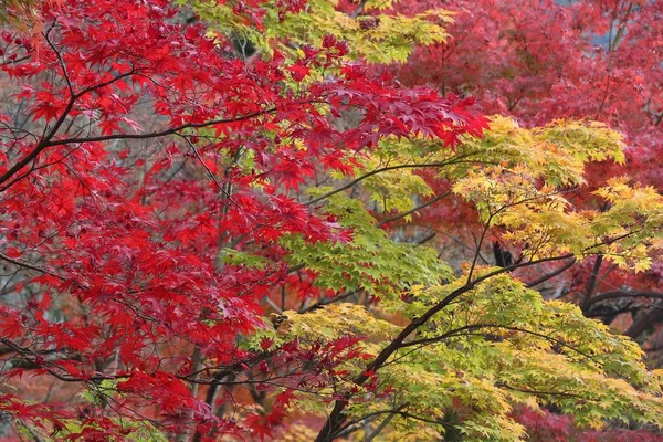 Feuillage d'automne au Japon — Photo