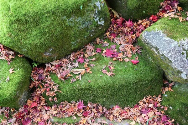 苔と紅葉 — ストック写真