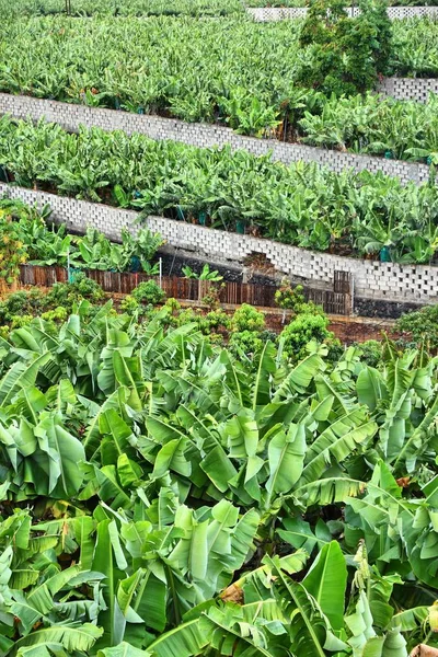 Bananenplantage auf Teneriffa — Stockfoto