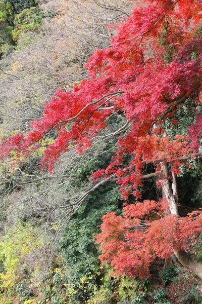 Outono no Japão — Fotografia de Stock