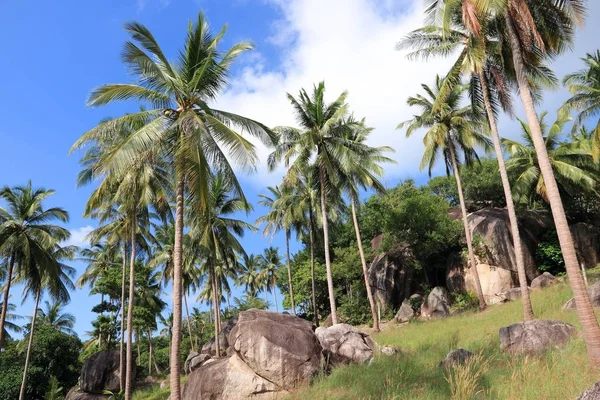 Palm tree landscape — Stock Photo, Image