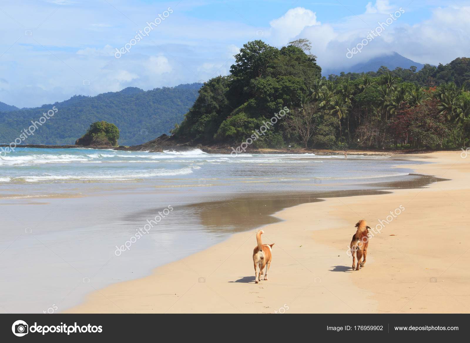 Cani Su Una Spiaggia Foto Stock Tupungato 176959902