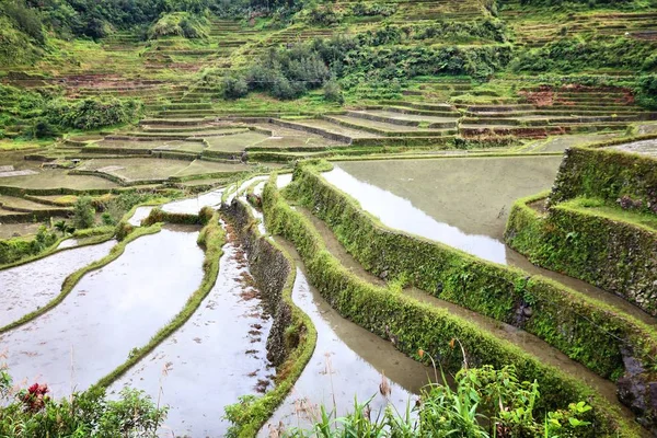 Rijstvelden, China, Filippijnen — Stockfoto