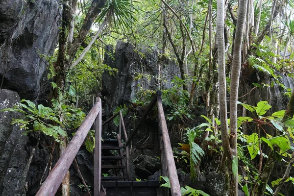 Palawan ζούγκλα μονοπάτι — Φωτογραφία Αρχείου