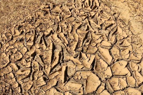 말린된 진흙 배경 — 스톡 사진