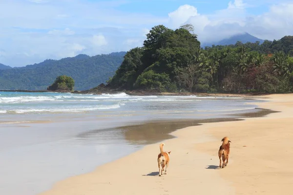 Perros en una playa — Foto de Stock
