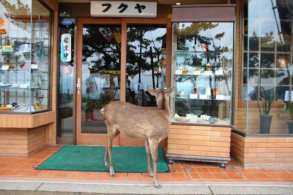 Miyajima tama rådjur — Stockfoto