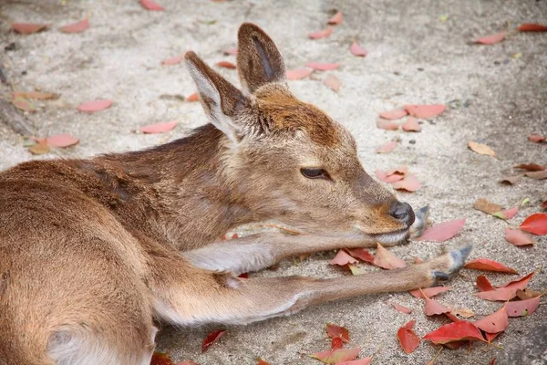 Miyajima rådjur i Japan — Stockfoto