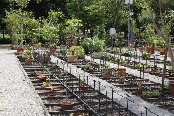 Ogród botaniczny w przedszkolu — Zdjęcie stockowe