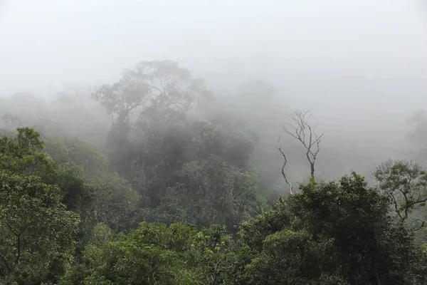 Jungle mgła, Brazylia — Zdjęcie stockowe