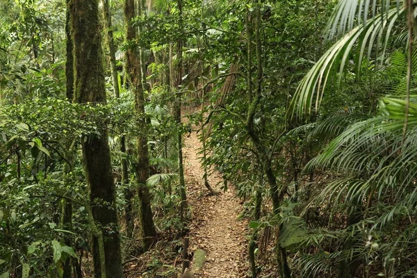 Randonnée dans la jungle au Brésil — Photo