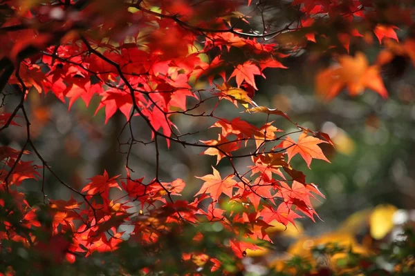 Feuilles Automne Japon Feuilles Momiji Rouge Orange Érable Kyoto — Photo