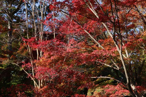 Herbstblätter Japan Rote Und Orangefarbene Momiji Blätter Ahornbaum Kyoto — Stockfoto