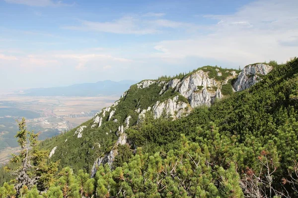 Foresta ad alta quota — Foto Stock