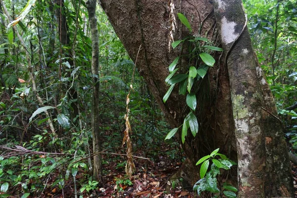 Тропічний ліс Палаван — стокове фото