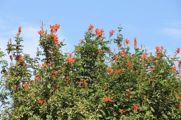 Tecoma capensis plant — Stock Photo, Image