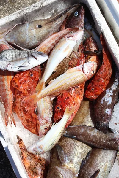 ケルキラ島の新鮮な魚 — ストック写真