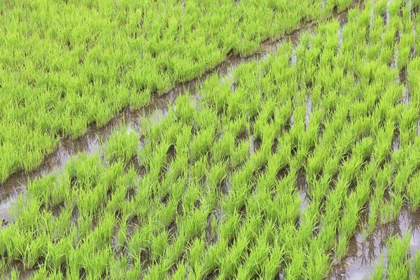 Plantor risfält — Stockfoto