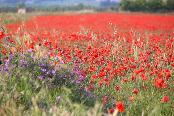 Italia campo di papavero — Foto Stock