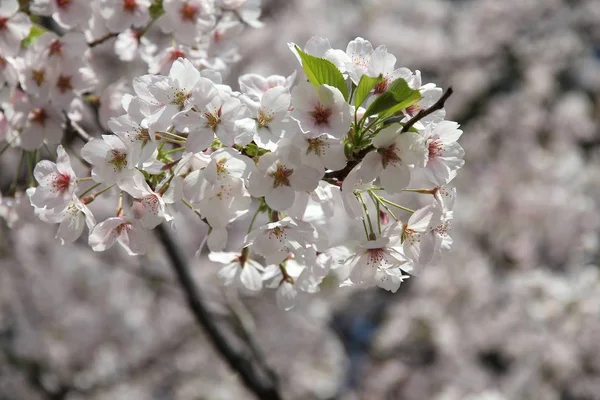 Kwiaty wiśni białej — Zdjęcie stockowe