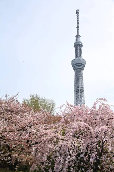 Tokyo fleurs de cerisier — Photo