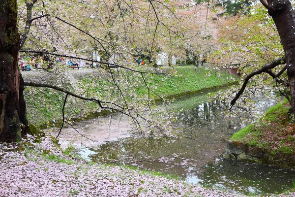 Sakura v Japonsku — Stock fotografie