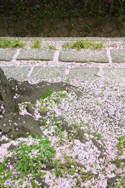 Fallen sakura petals — Stock Photo, Image