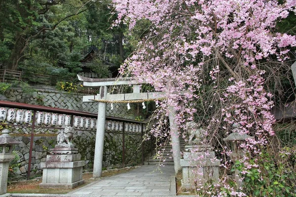 京都の桜の花 — ストック写真