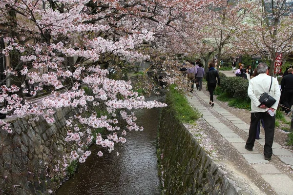 Philosopher's Walk sakura — Stock Photo, Image