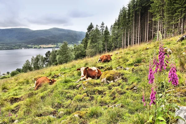 Noorwegen-Berg-koeien — Stockfoto