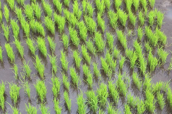 Grönt ris plantor — Stockfoto