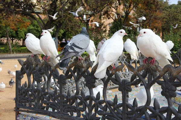 Colombe urbane a Siviglia — Foto Stock