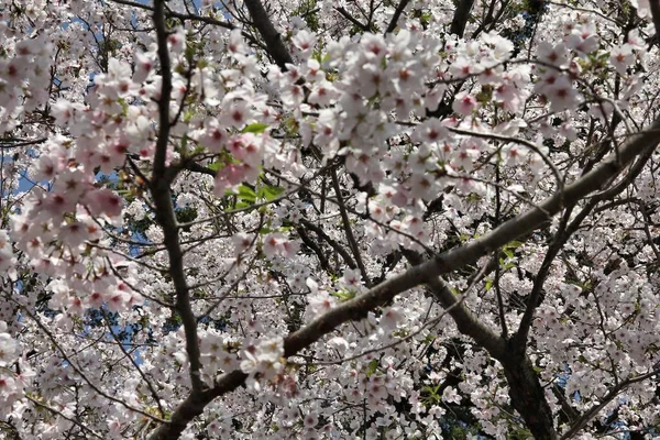 Tokyo beyaz sakura — Stok fotoğraf