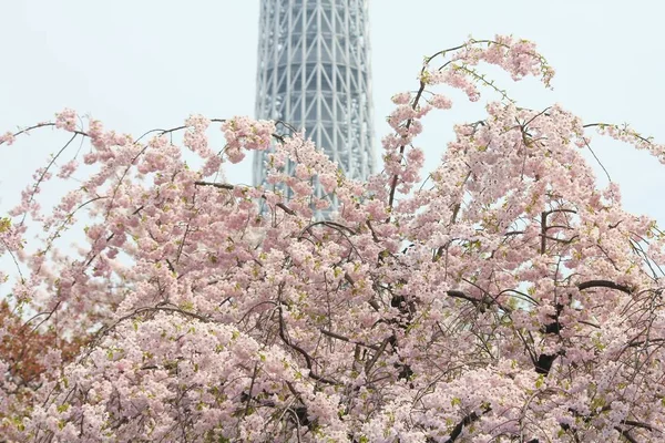 Токіо весняний час — стокове фото