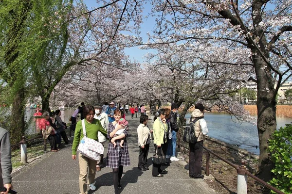 Japonia wiśniowy kwiat — Zdjęcie stockowe