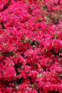 Bougainvillea çiçek