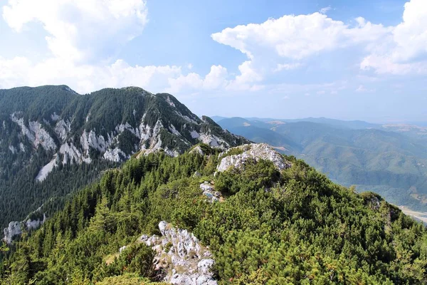 Forêt de haute altitude — Photo