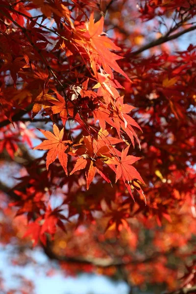 Tokio otoño colores —  Fotos de Stock