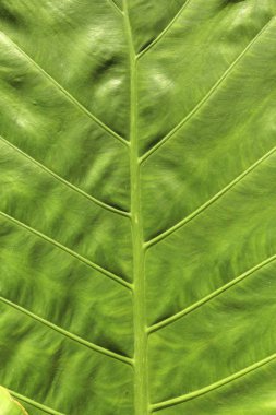 yaprak yeşil arka plan