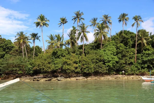 Palm trees in Palawan — Stock Photo, Image