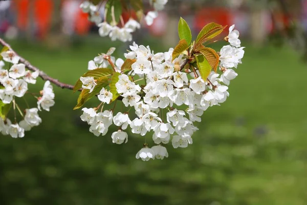 London cherry blossoms — Stock Photo, Image
