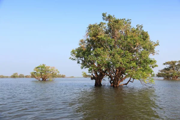 Kamboçya'da göl — Stok fotoğraf
